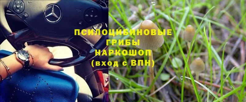 Галлюциногенные грибы Magic Shrooms  купить наркотик  Новоузенск 